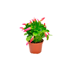 Cactus de Noël