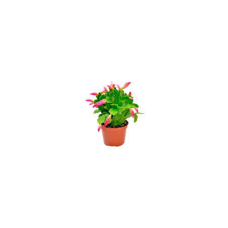 Cactus de Noël