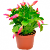 Cactus de Noël